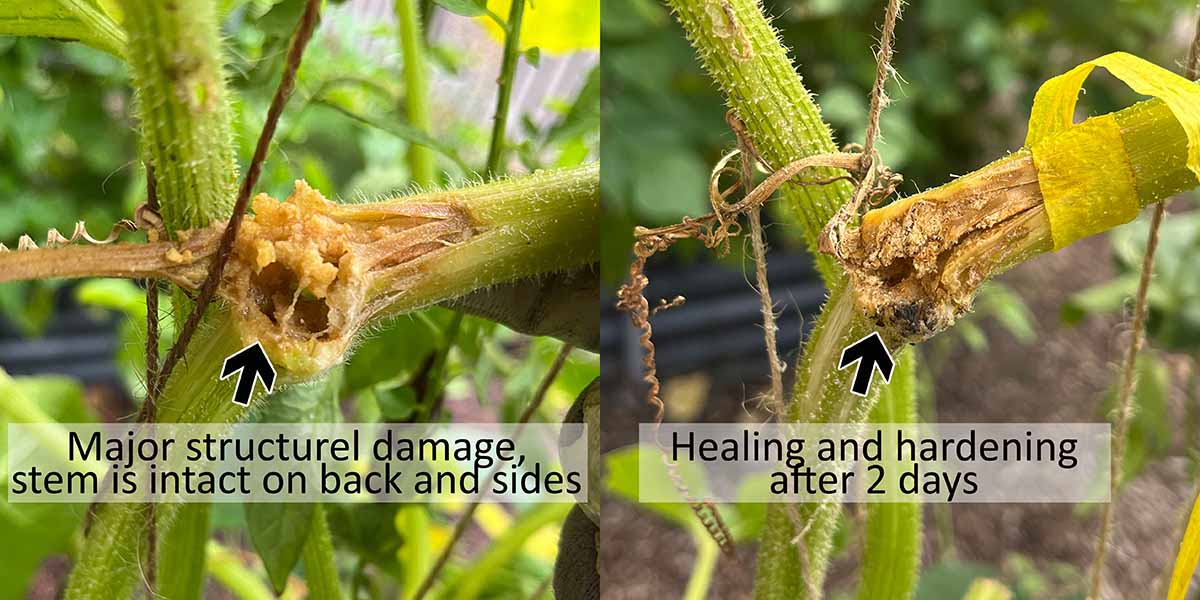 Extensive damage from a squash vine borer, but the plant will recover since the stem is sturdy and intact.
