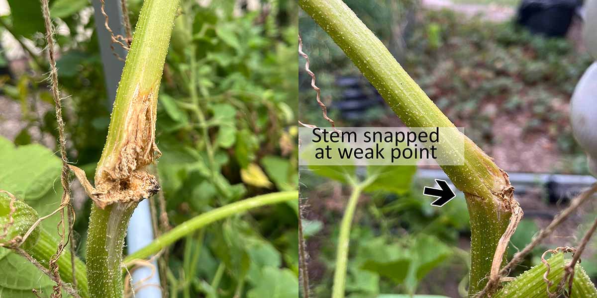 A stem after cutting out a squash vine borer snapped at the weak point.