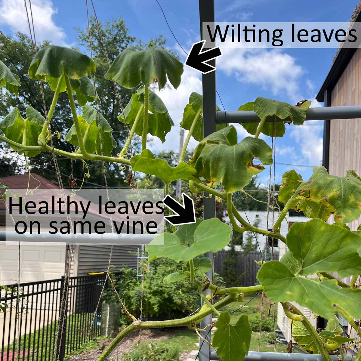 Wilting leaves are a sign of squash vine borer damage, especially when only some leaves are wilting and others are healthy.
