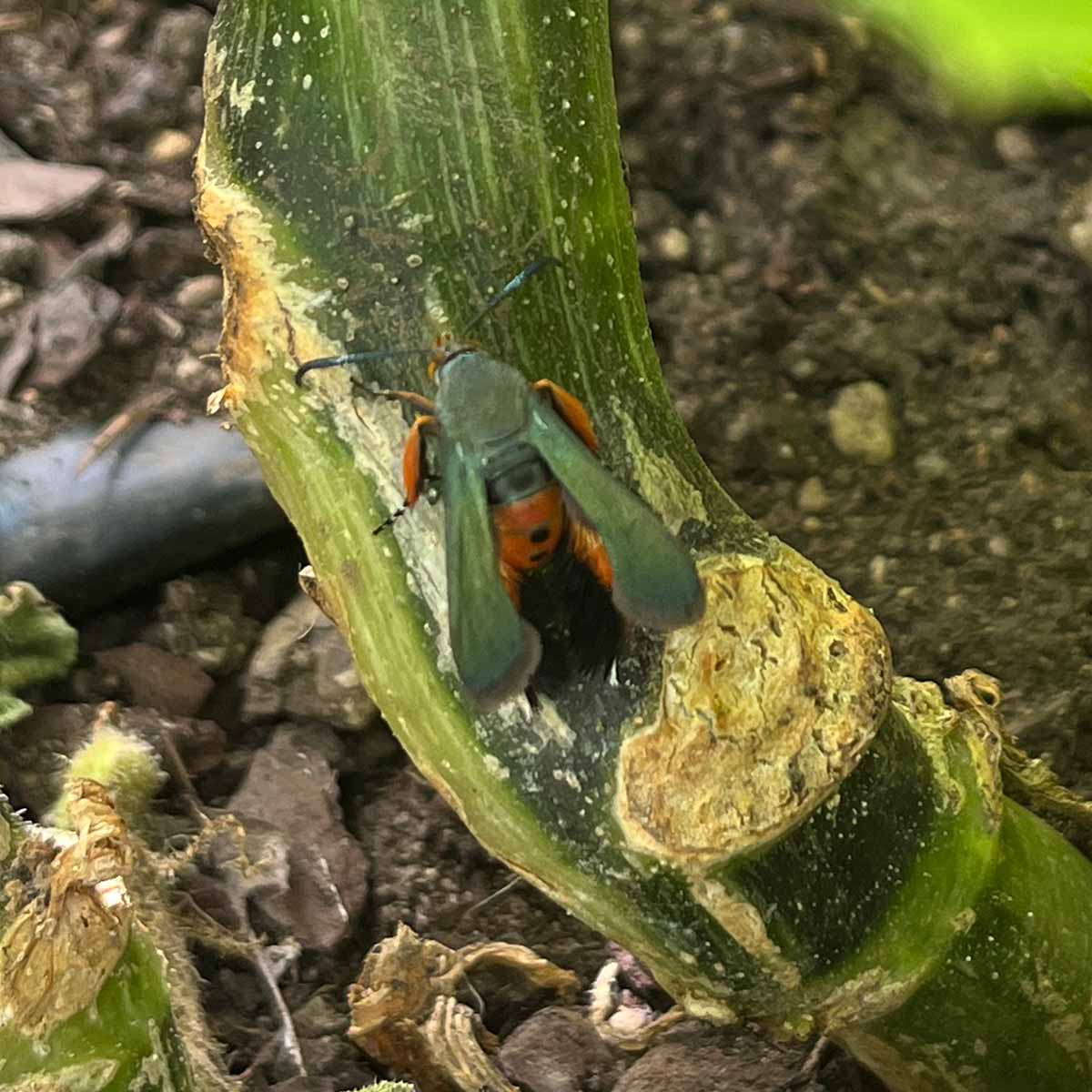 Adult squash vine borer moth laying eggs at the base of a stem.
