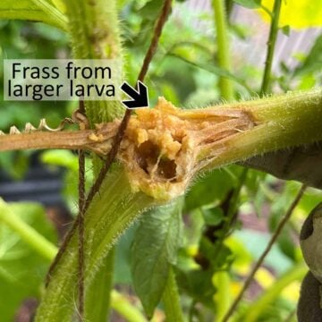 Frass from a large hole from squash vine borer damage in the stem