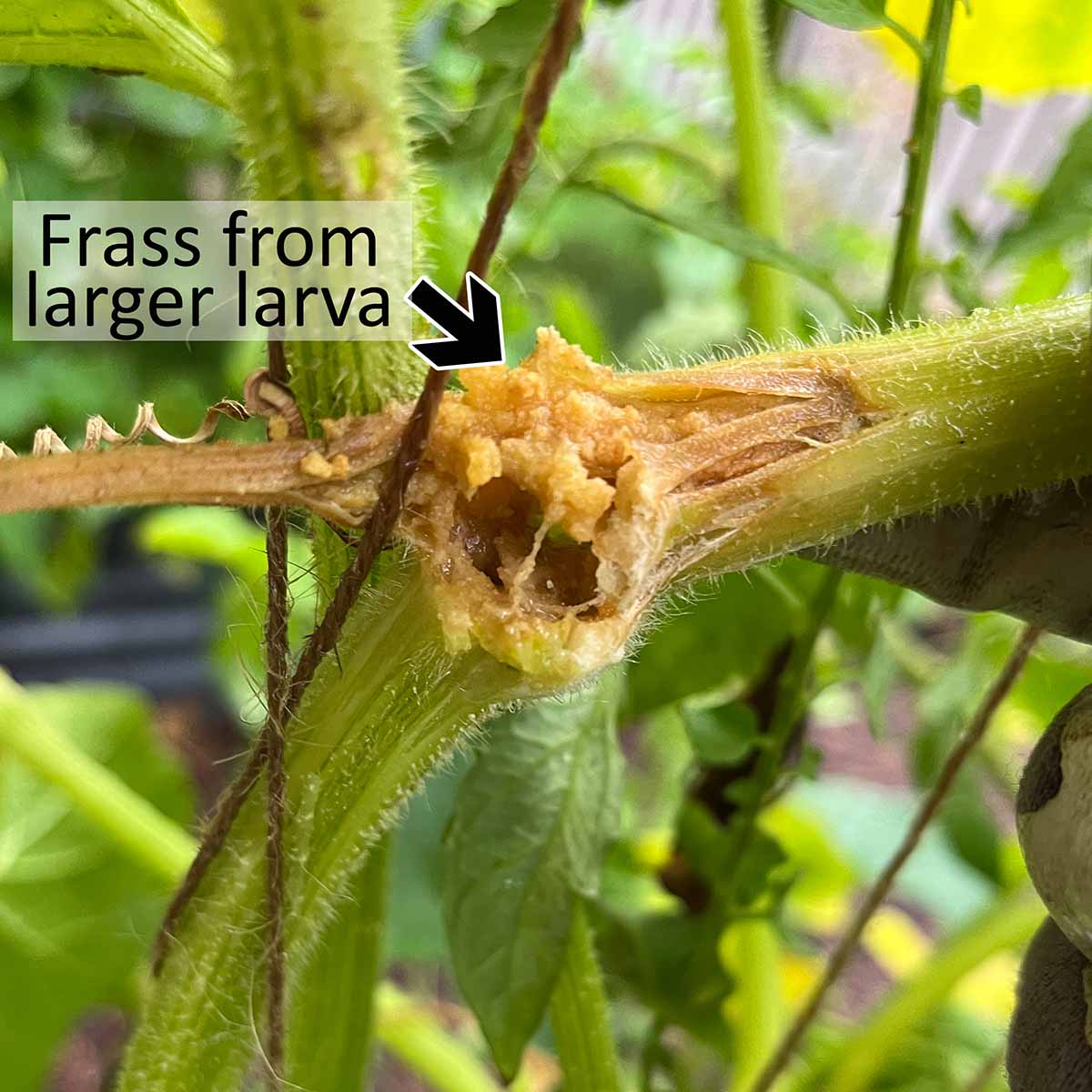 Frass from a large hole from squash vine borer damage in the stem