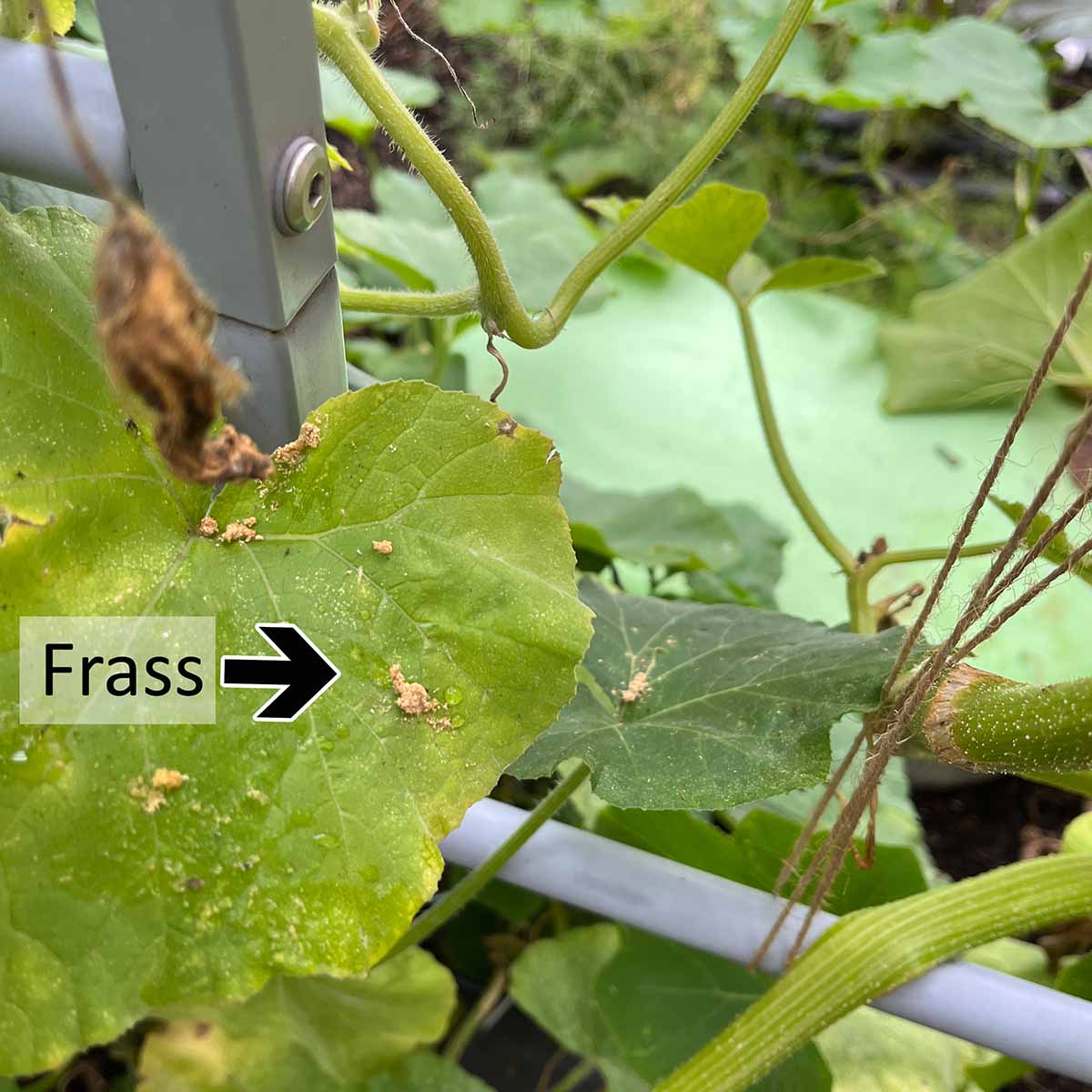 Frass falling on leaves after a rain.