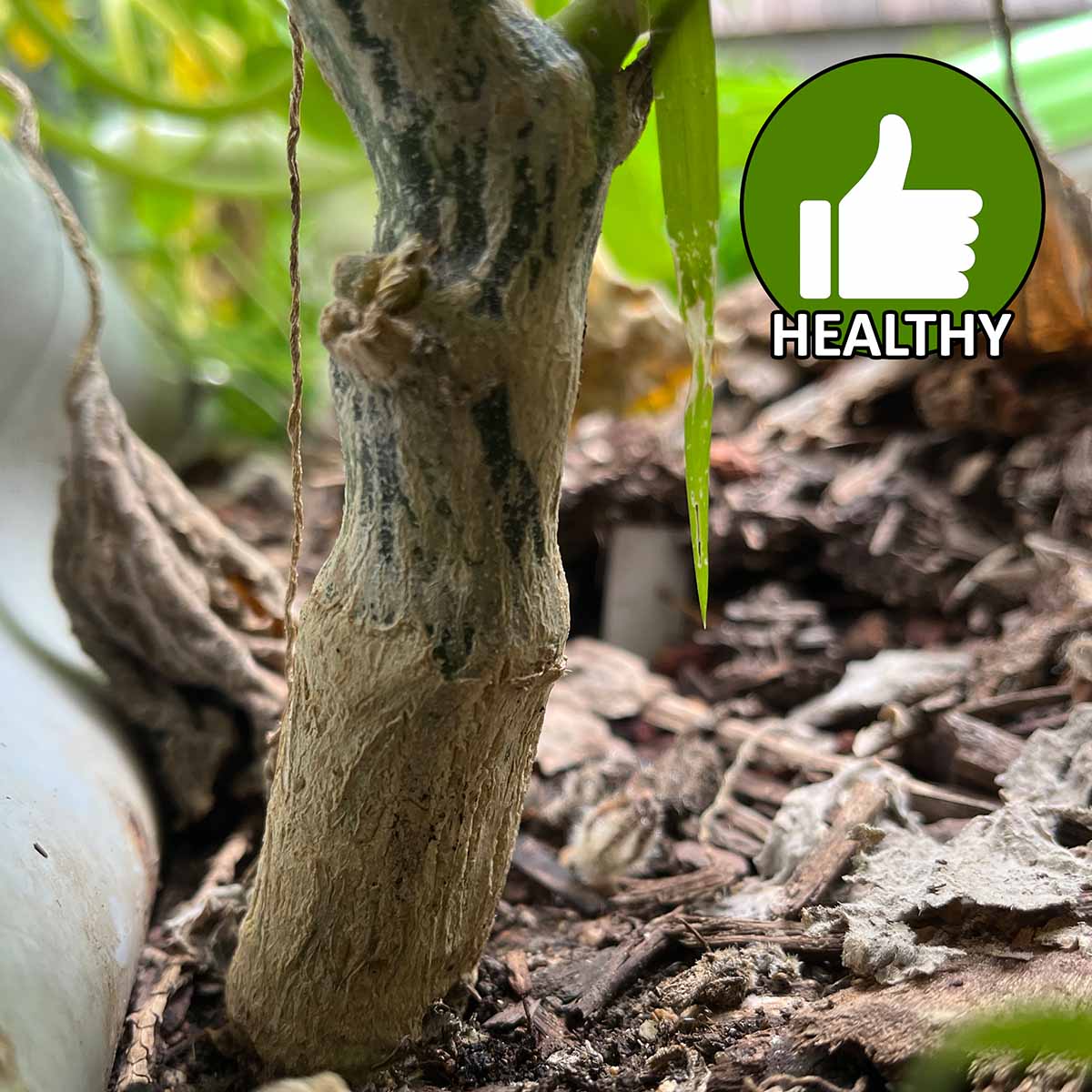 A healthy squash or zucchini stem gets corking naturally. This is not a sign of damage or squash vine borers.