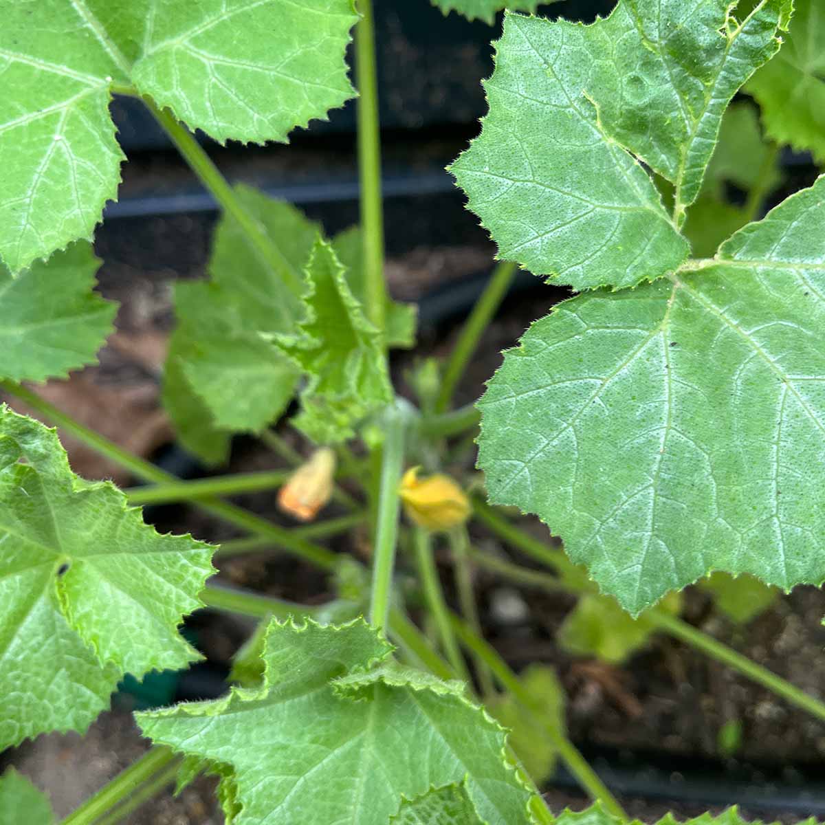 A healthy zucchini plant