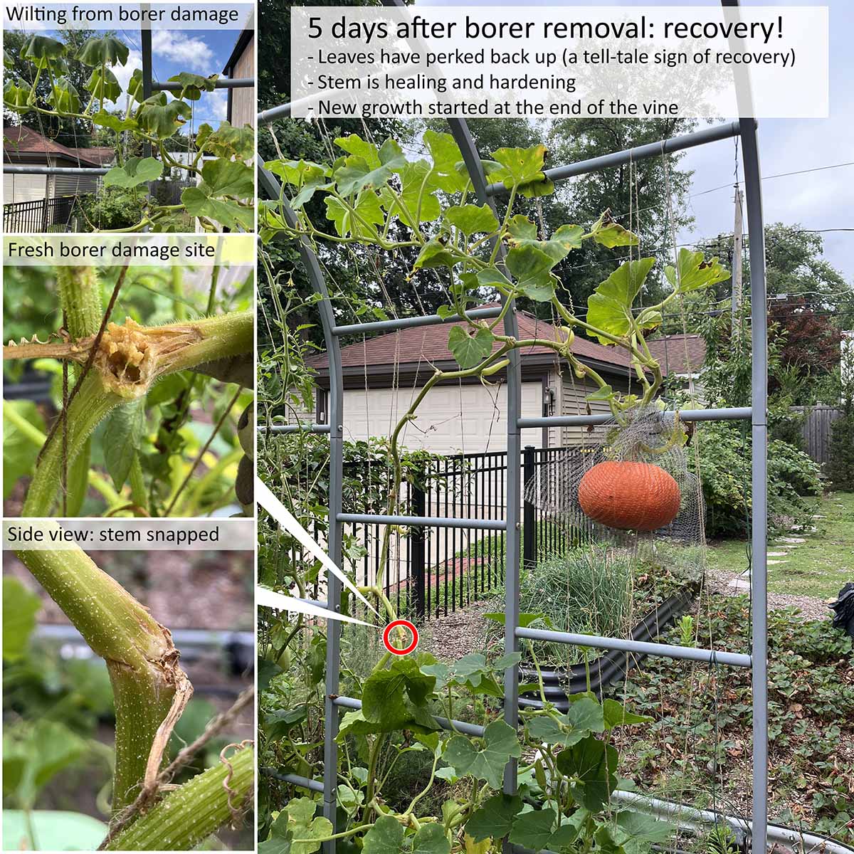 Extensive damage to a stem from squash vine borers lead to wilting leaves. After 5 days, the plant recovered, leaves bounced back, and new growth resumed (all signs of recovery).