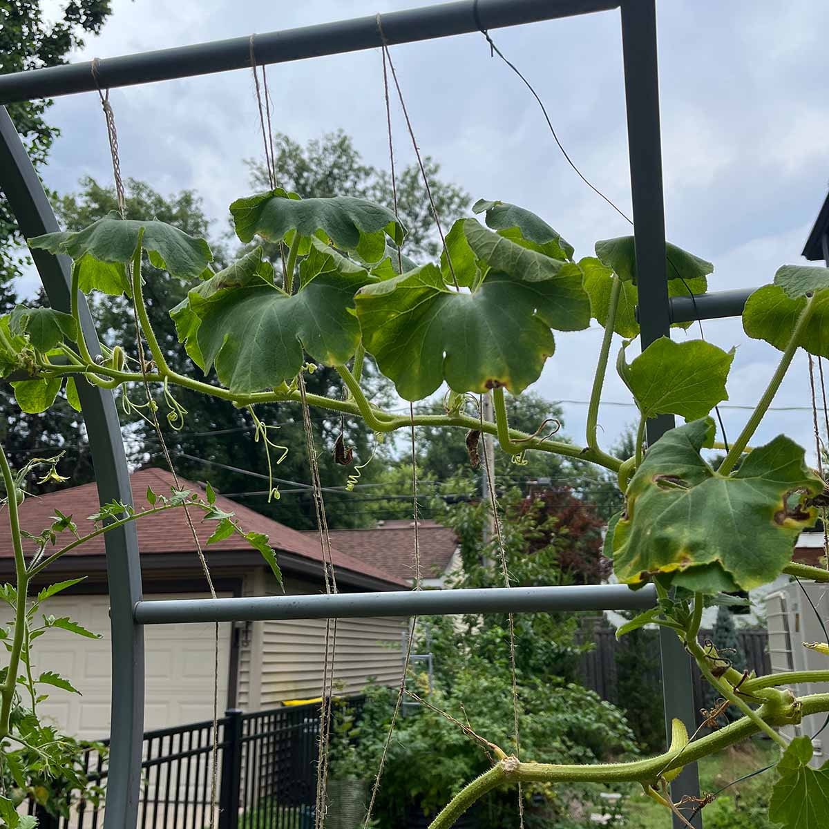 4 days after removing the squash vine borer, the leaves are recovering and looking less wilted.