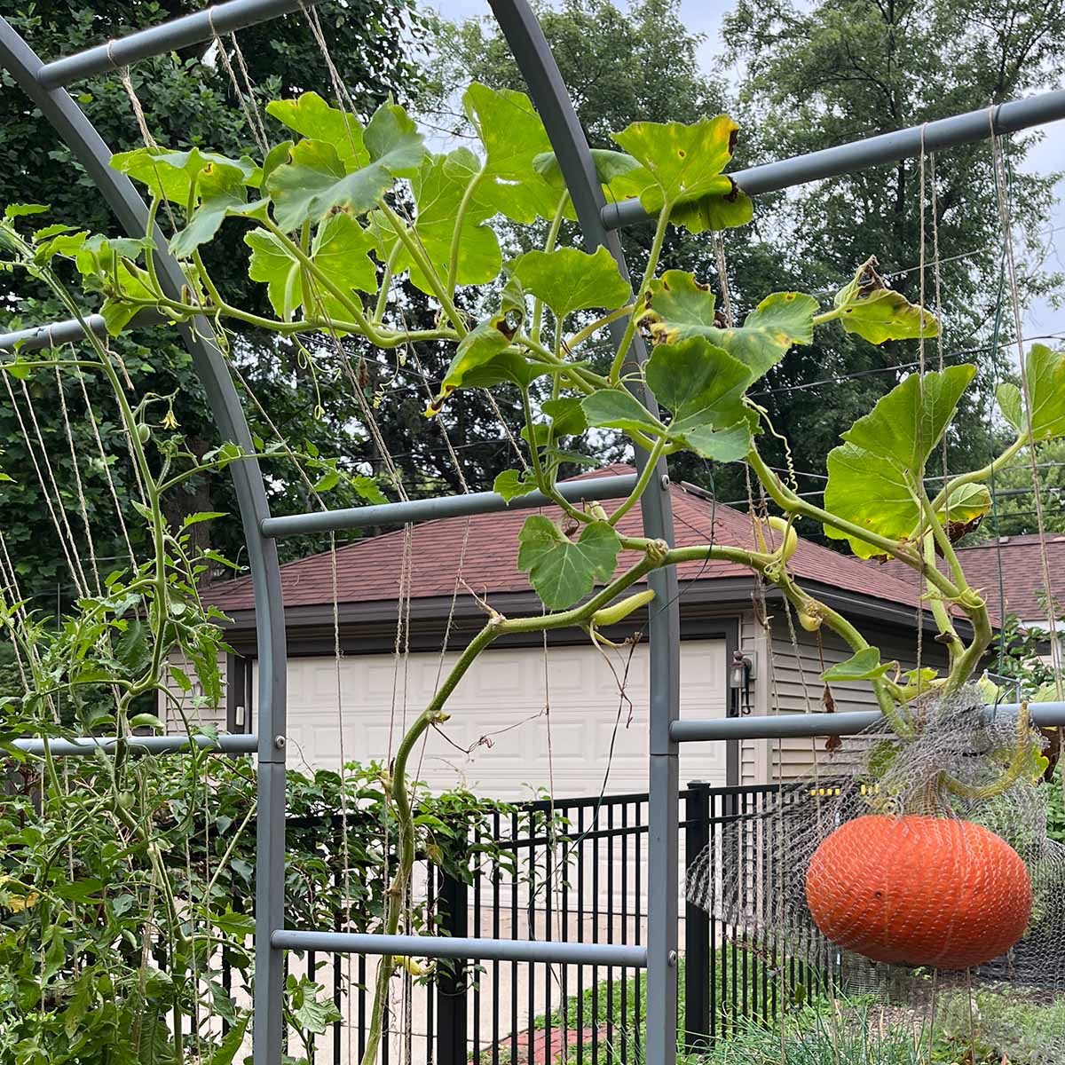 5 days after removing the squash vine borer, plant is pretty recovered. Leaves aren't wilting and vine is producing new growth.