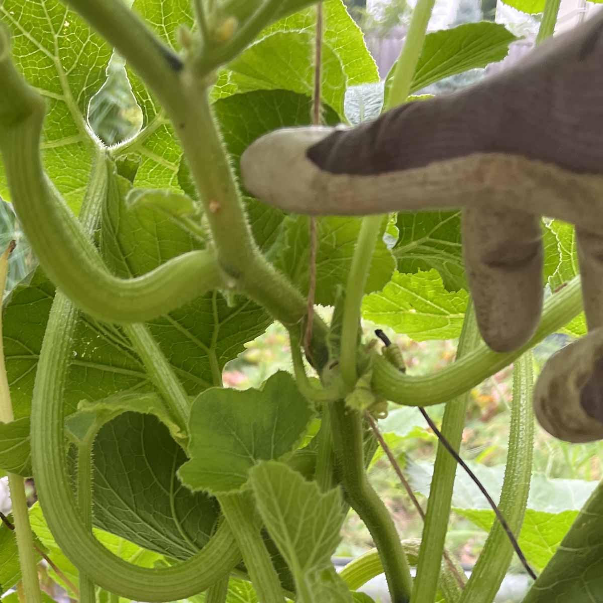 Removing a squash vine borer egg from the stem.