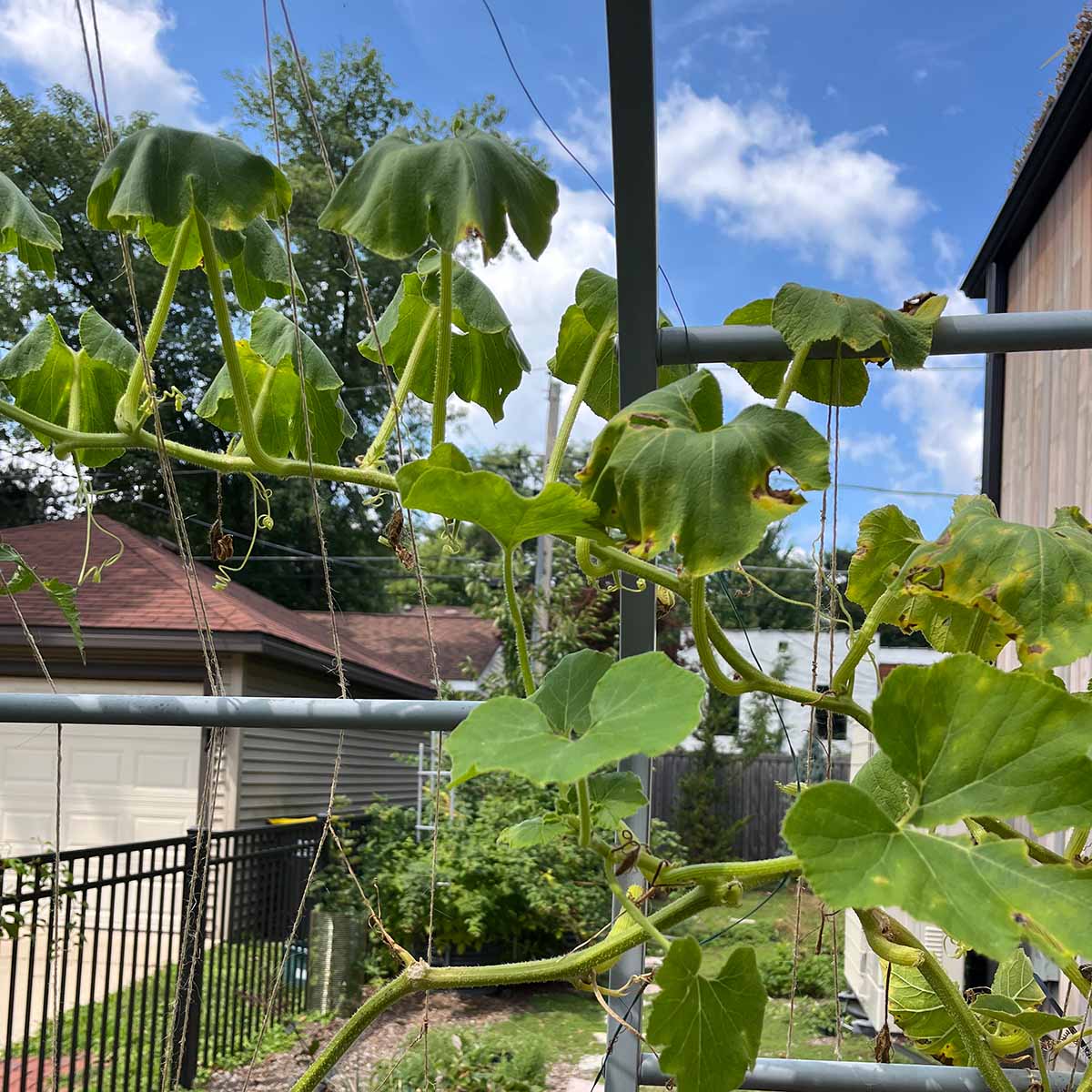 Wilting leaves are a sign of squash vine borer damage