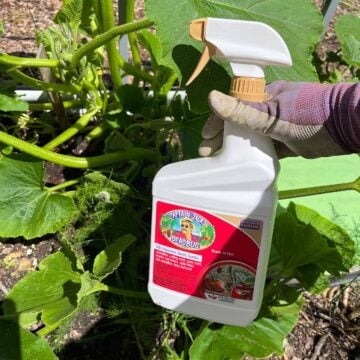 A bottle of insecticide ready to spray on squash plants to prevent squash vine borers