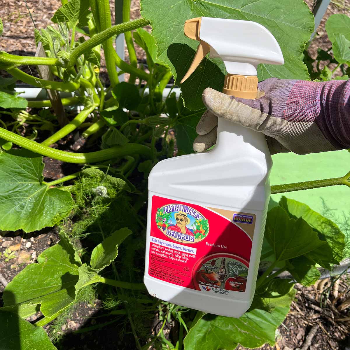 A bottle of insecticide ready to spray on squash plants to prevent squash vine borers