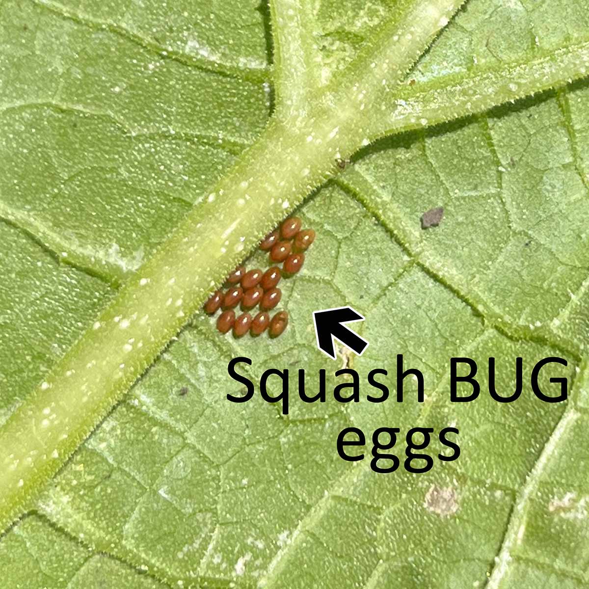 A cluster of squash bug eggs on the underside of a leaf that are oval, coppery, and shiny.