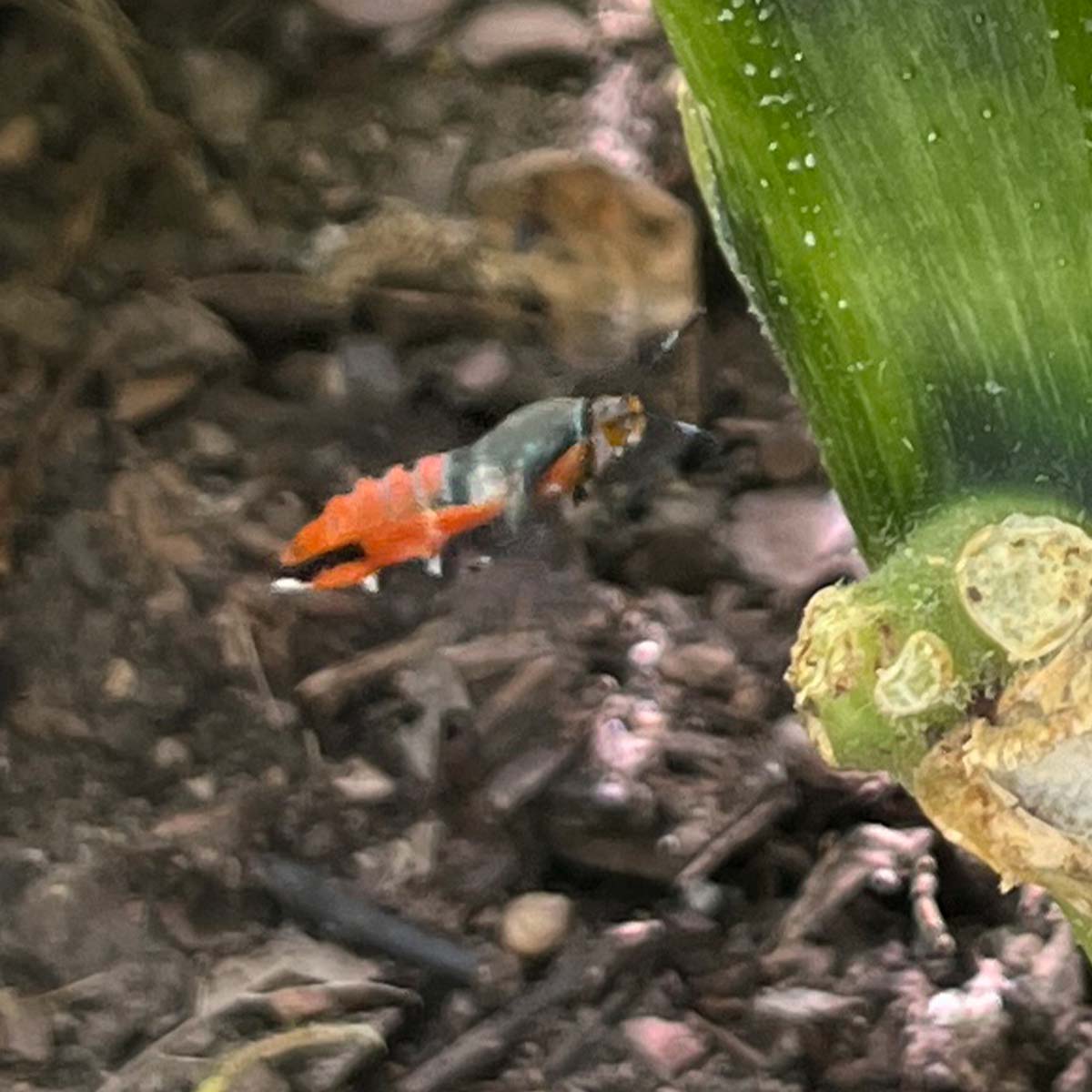 A flying adult female squash vine borer moth heading toward a stem.
