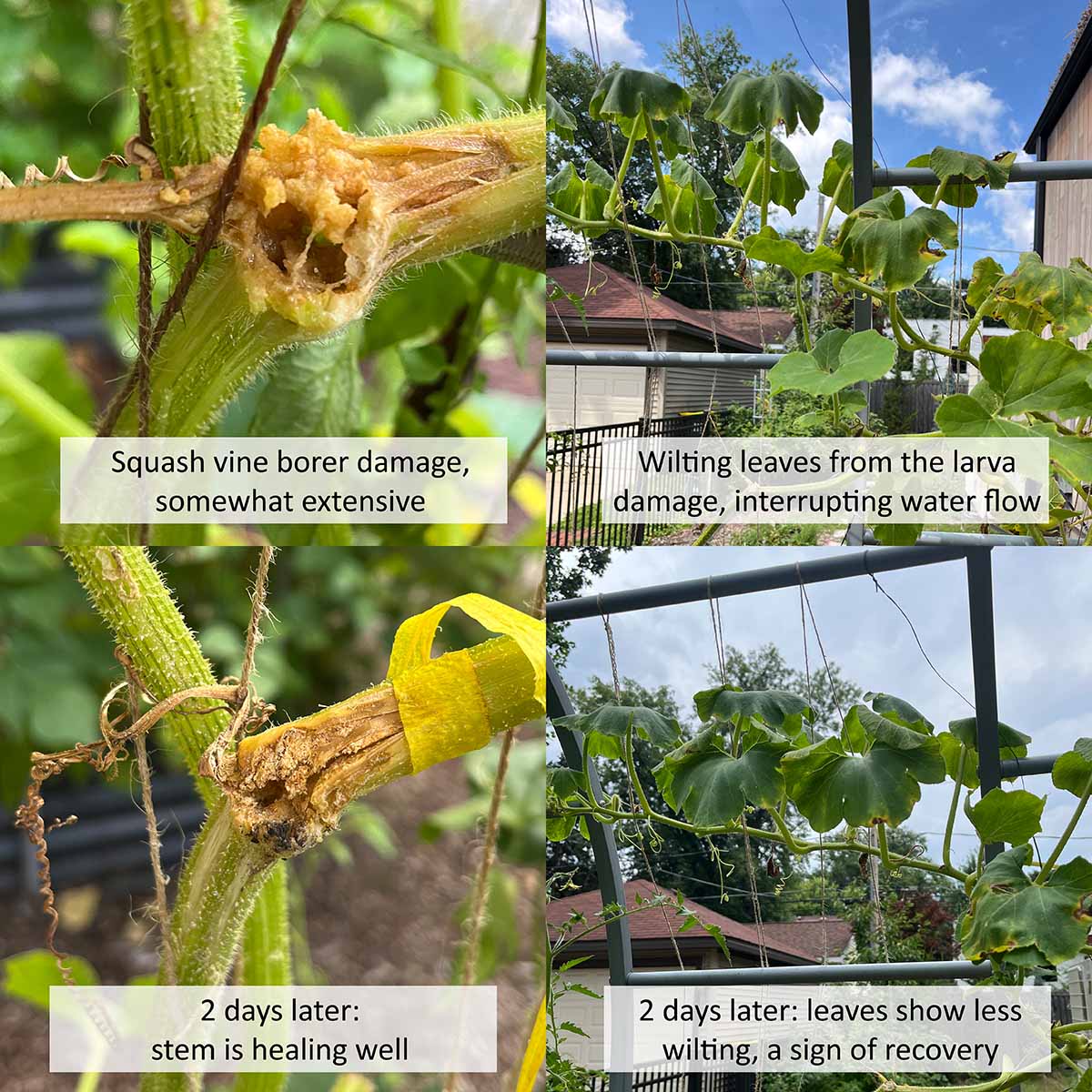 A diagram showing squash vine borer damage to the vine and wilting leaves, followed by a healing stem and healthier leaves after removing the larva.
