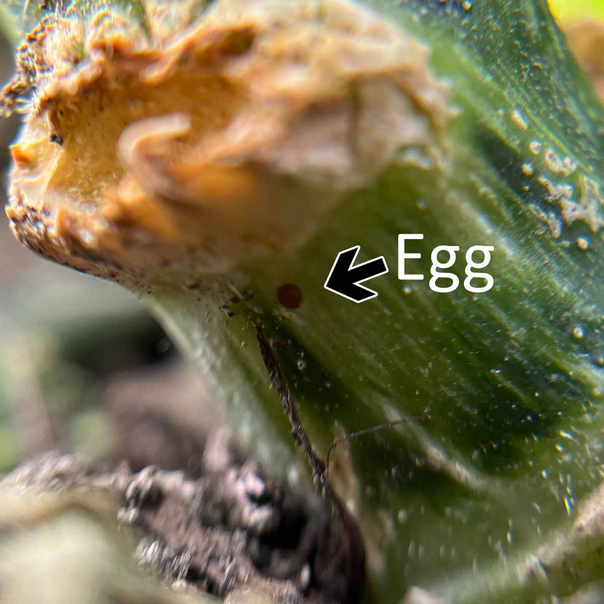An egg at the base of a squash stem near the soil line