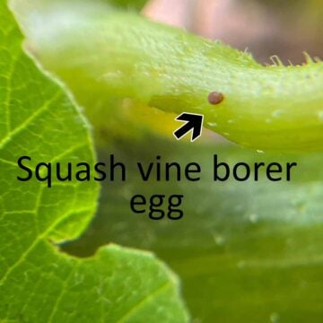 A single squash vine borer egg that's round, flat, dull, and reddish brown, laid on a stem.