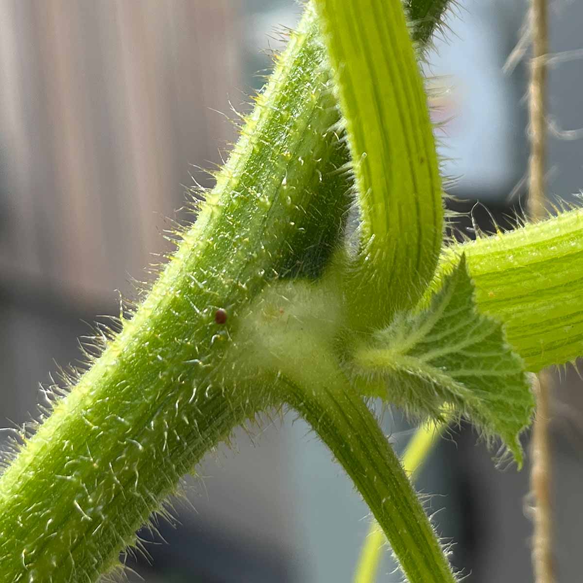 Squash vine borer egg at a leaf node, where the leaf stem meets the main stem.