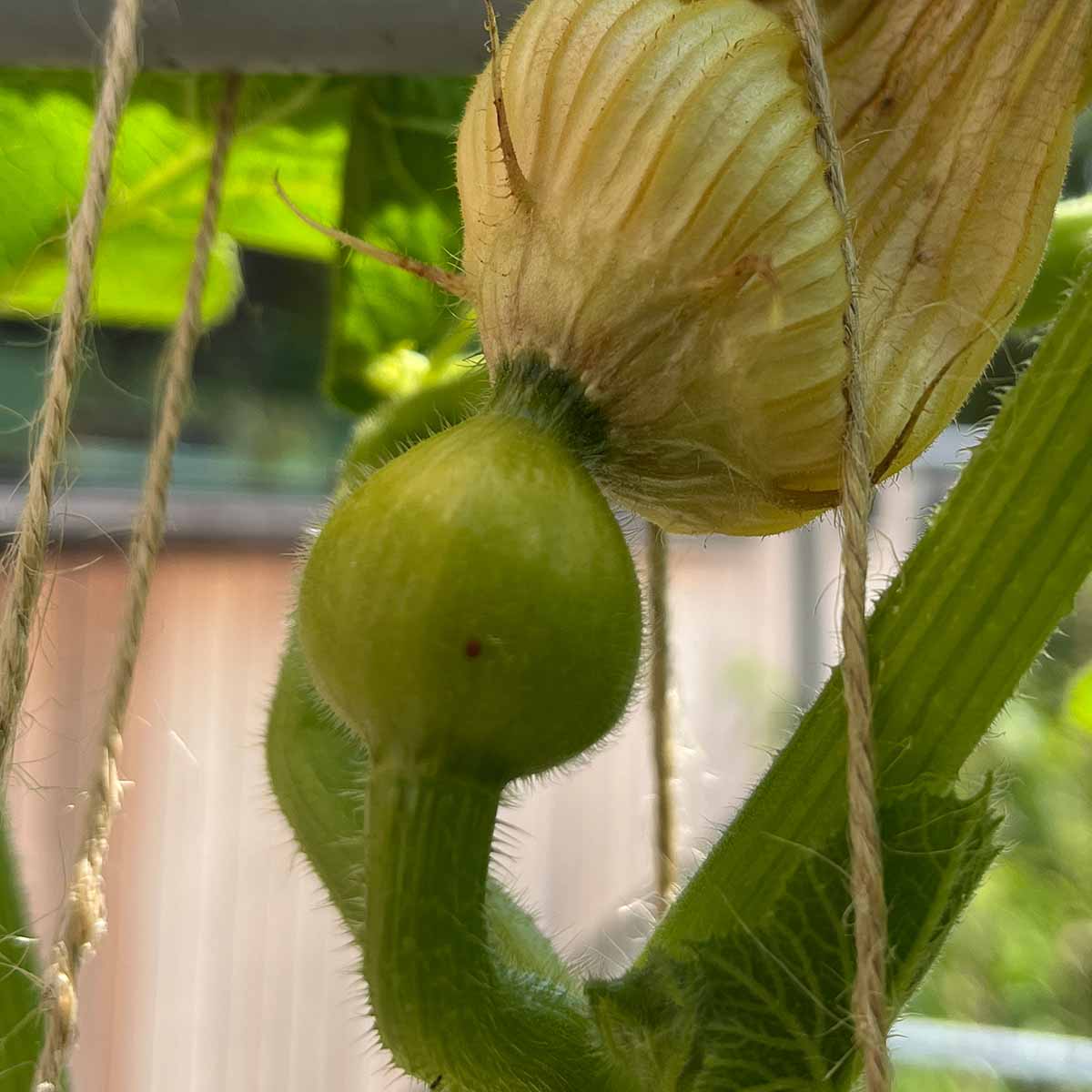 A squash vine borer egg on the actual squash fruit.