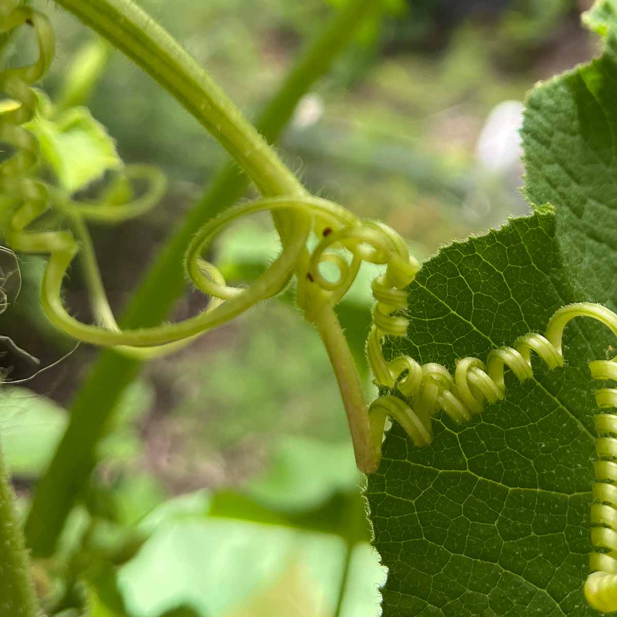 Squash vine borer eggs on the tendrils of a winter squash vine.