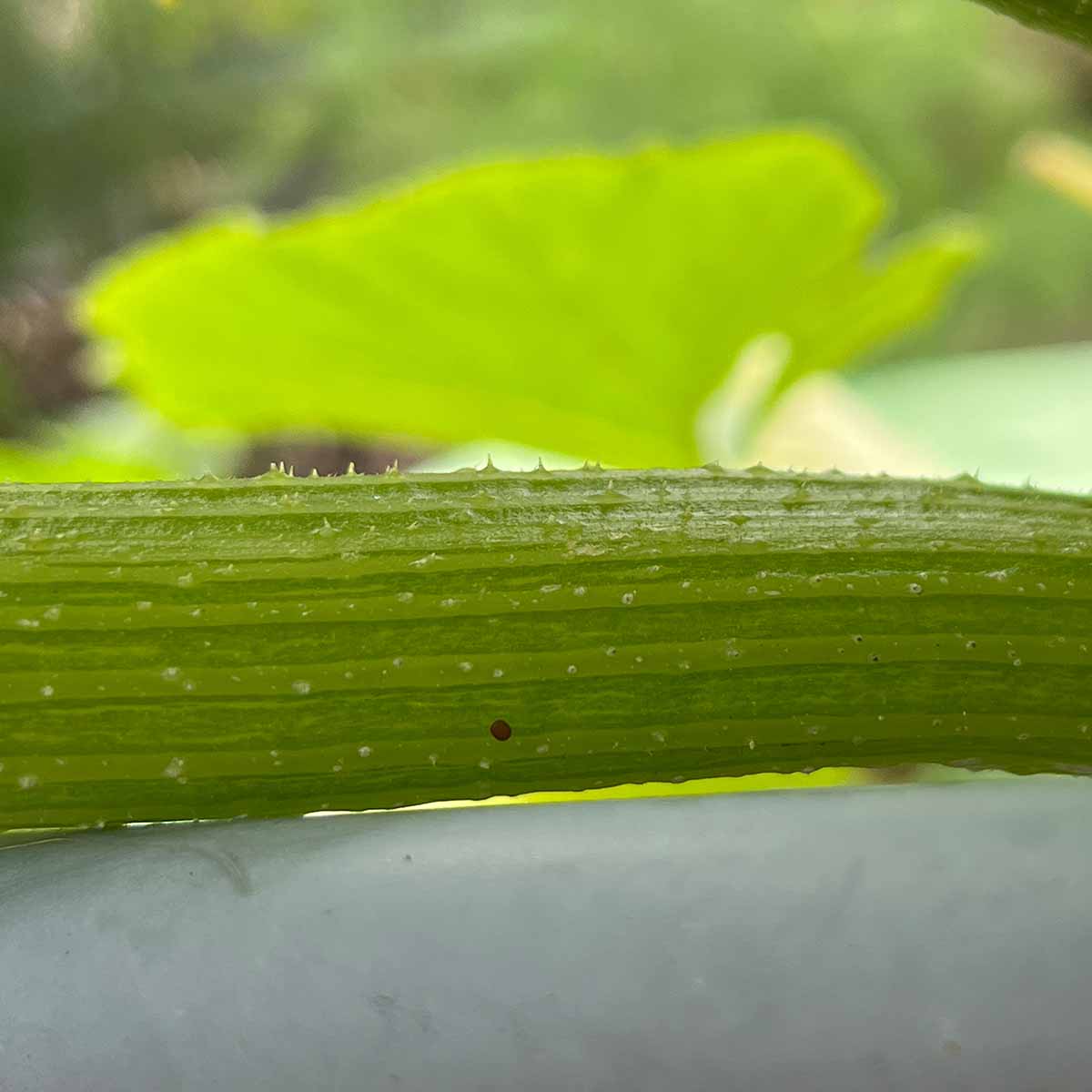 Squash vine borer egg on a squash stem. It's a reddish brown flat, dull, disc.