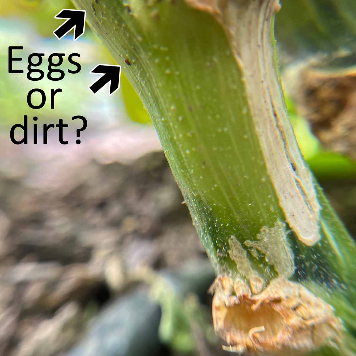 The base of a squash plant that has either dirt or squash vine borer eggs on it. It's hard to see this close to the ground.