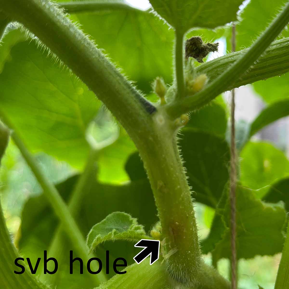 After wiping away the frass, a small hole is left behind where the squash vine borer entered.
