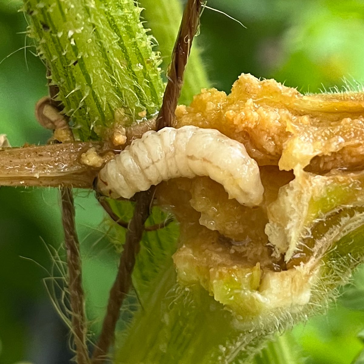 Squash vine borer larva is creamy white with a brown head. This one is mature at about 1 inch long.