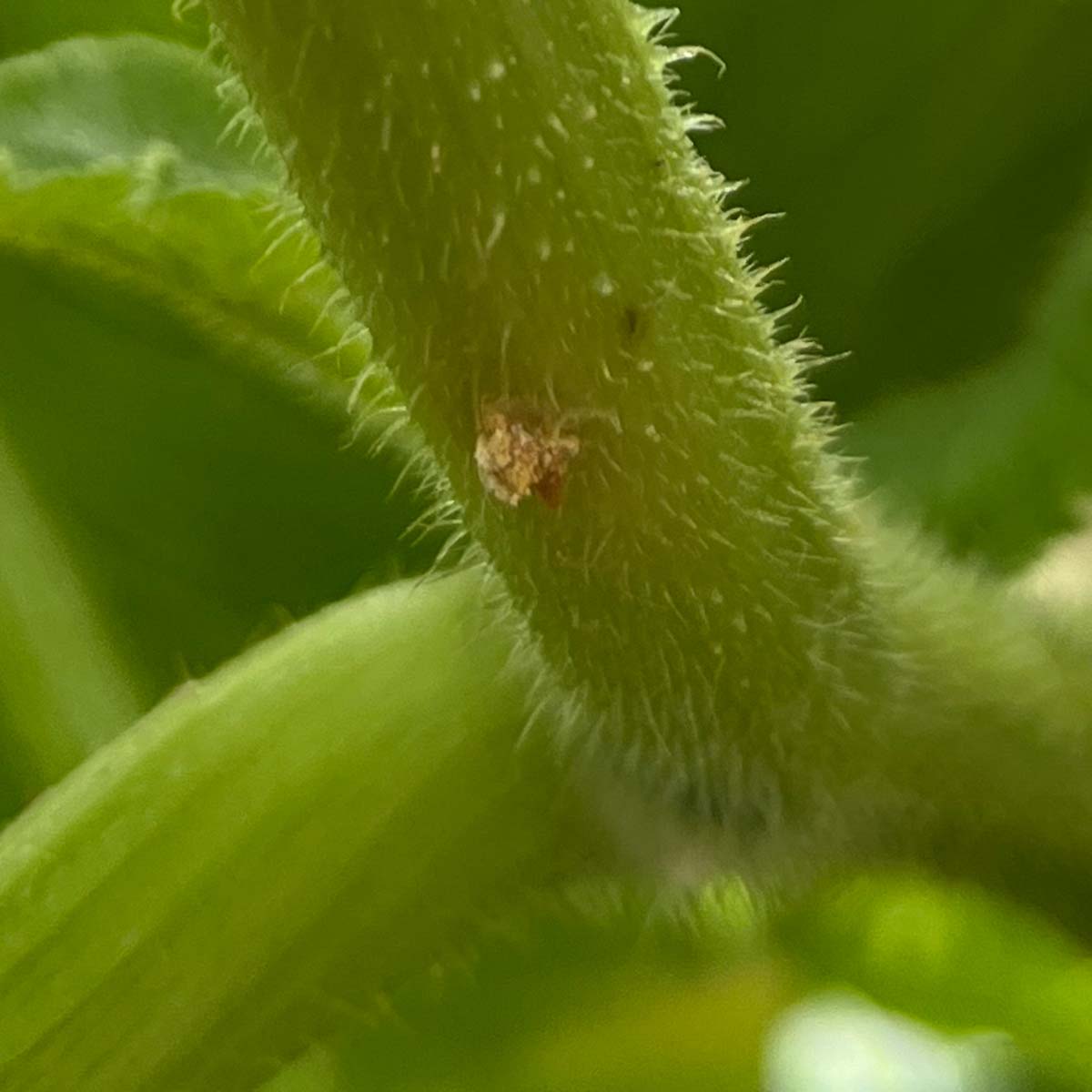 The next life cycle stage is when larva hatch and burrow into the stem, leaving frass behind at the entry hole as they feed.
