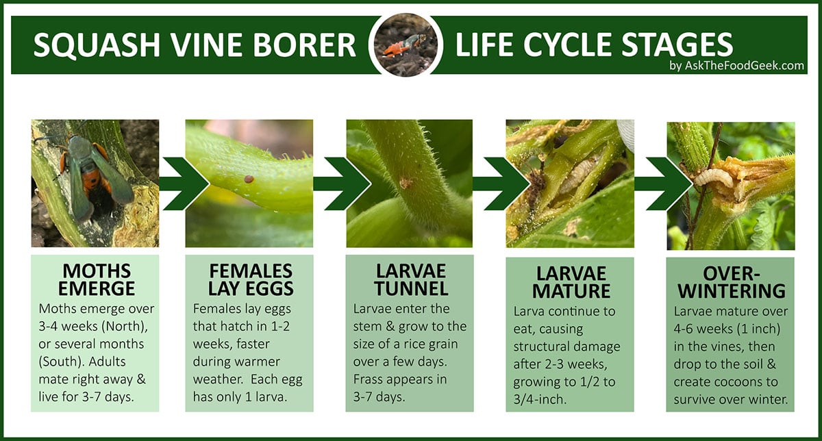 A chart of the squash vine borer life cycle. Adult moths emerge over 3-4 weeks and lay eggs that hatch over 1-2 weeks. Larva grow over 4-6 weeks and then drop to the soil to overwinter in cocoons.