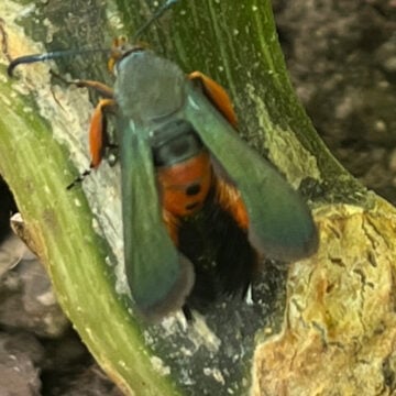 An adult squash vine borer moth with clear iridescent wings and a reddish orange body with black markings.