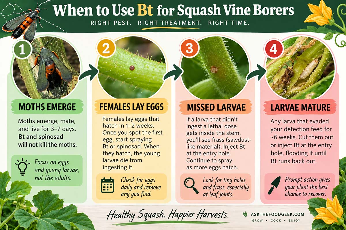 Infographic for when and how to use Bt to kill squash vine borers: Spray Bt or spinosad when you find eggs, inject Bt when you find frass and continue to spray for more eggs, and inject Bt to kill maturing larvae. Infographic generated with AI but uses my own original garden photos.