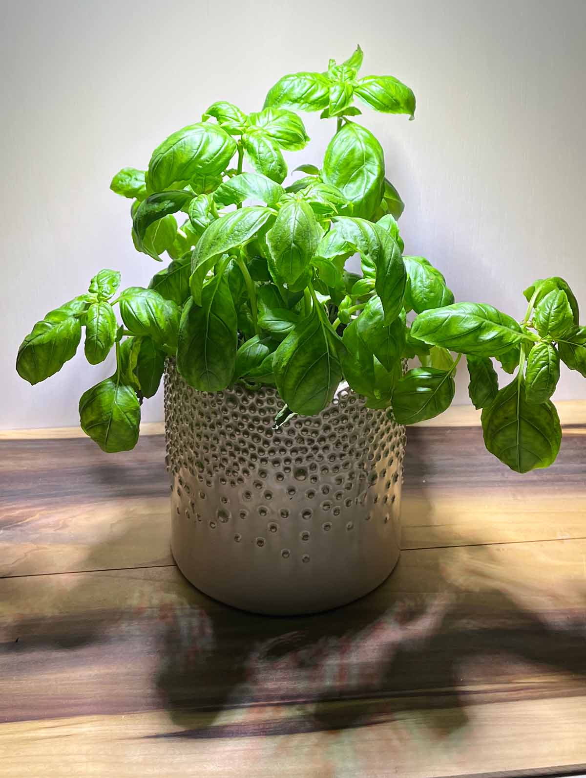 The Sansi 30-watt bulb over a warm wood table and a white background. The shadows have red and blue artifacting and the basil looks bluer than normal.