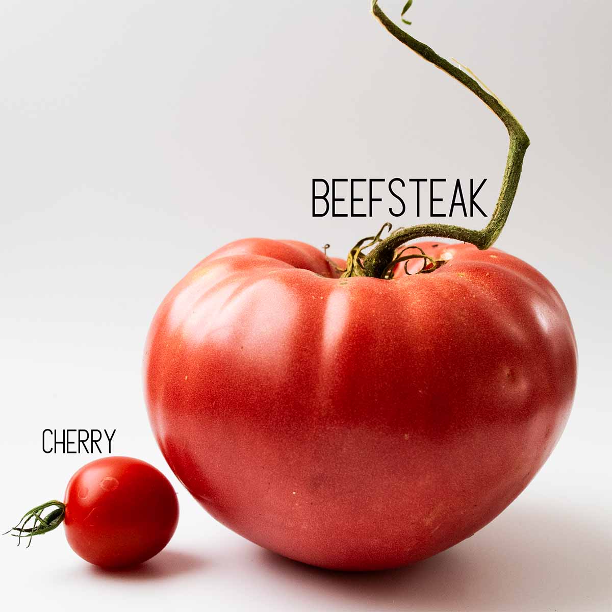 A beefsteak tomato is large and the best option for club sandwiches.