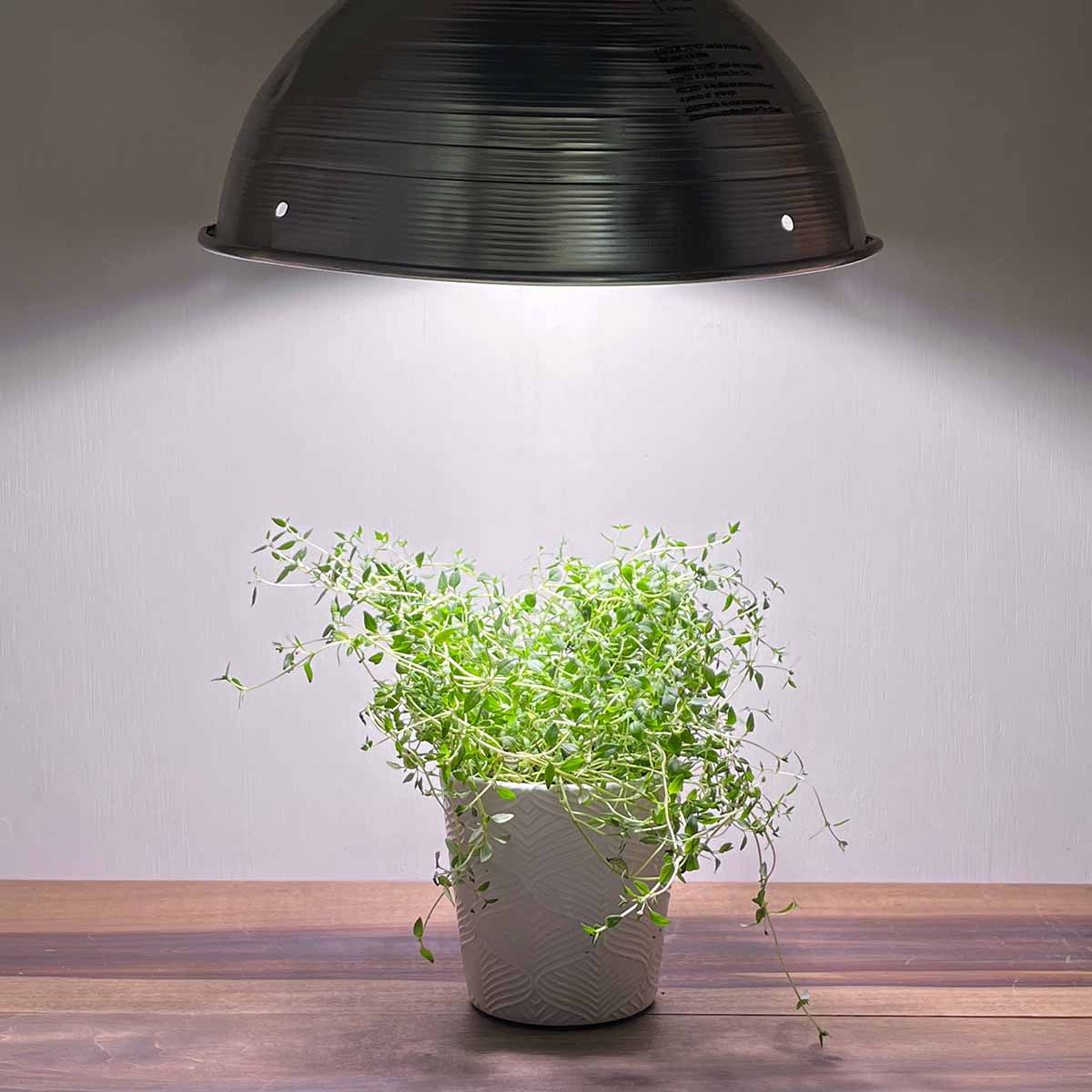 The GE 9-watt grow light hanging 8" above a thyme plant to show light intensity, in front of a white-painted wood board to show color rendering.