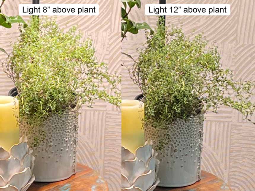 A thyme plant with a light 8 inches above it is light up noticeably brighter than the thyme plant with a grow light 12 inches above it.