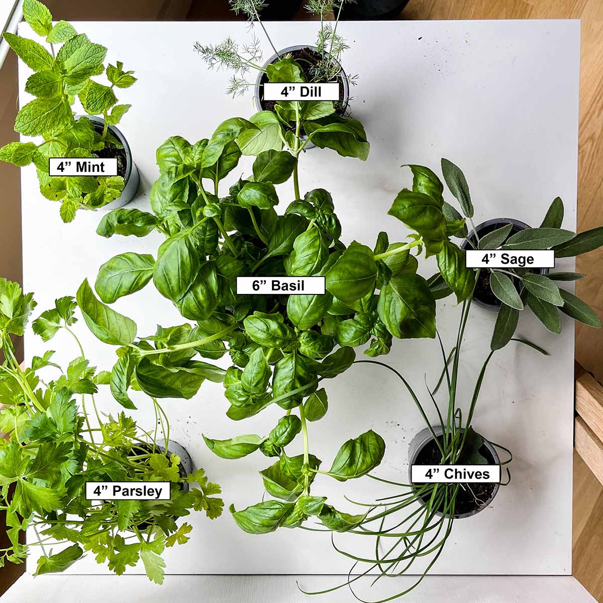 A group of herbs in 4" pots with a 6" pot of basil in the center. The white board is 20" square.