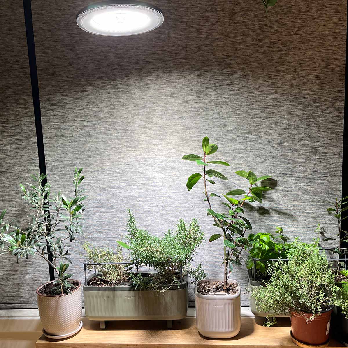 100-watt grow light (cool white) hanging above a bunch of herbs. It gives off a lot more light than other grow lights.