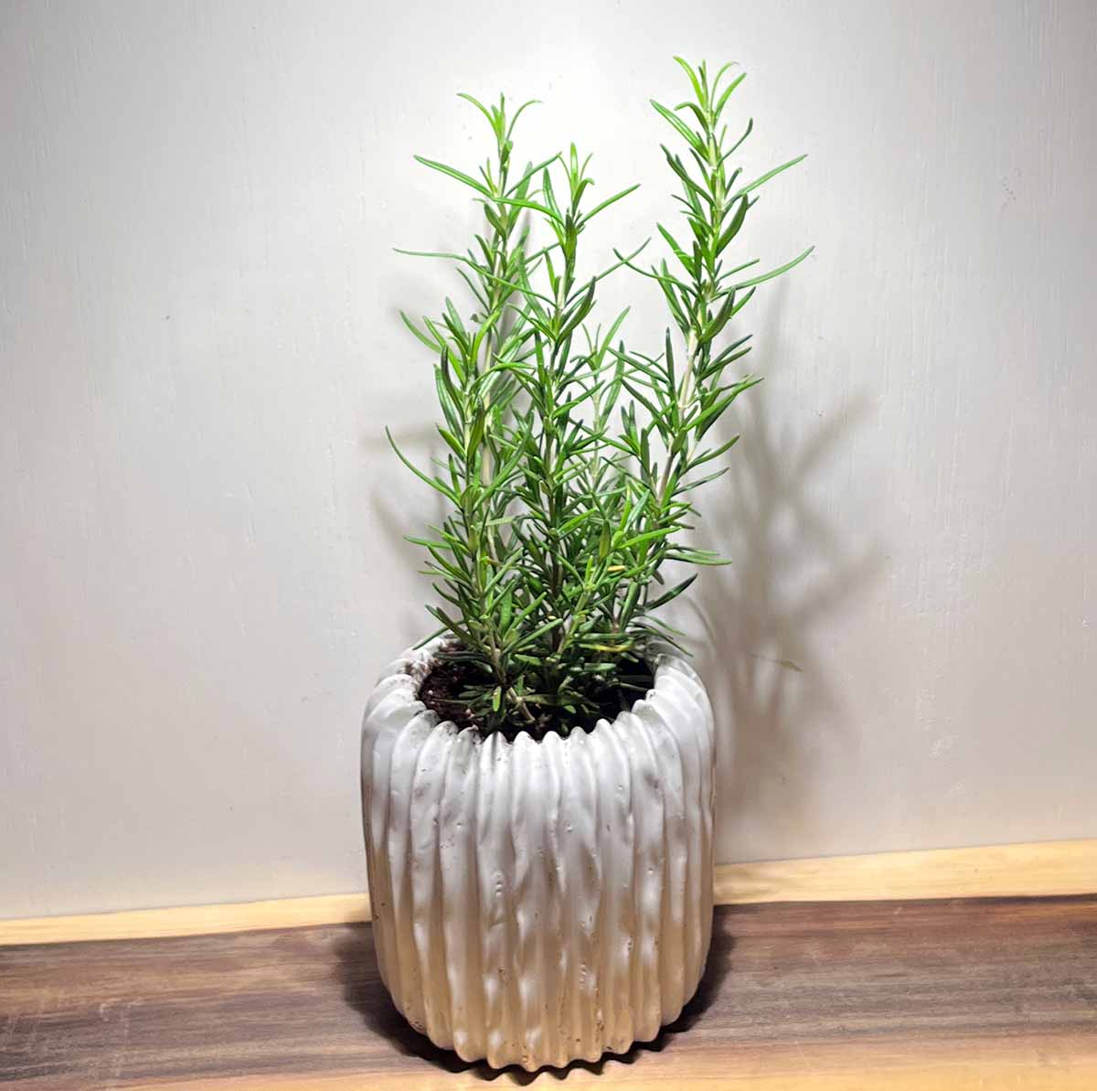 Soltech vita bulb over rosemary with a warm wood table that has accurate color rendering.