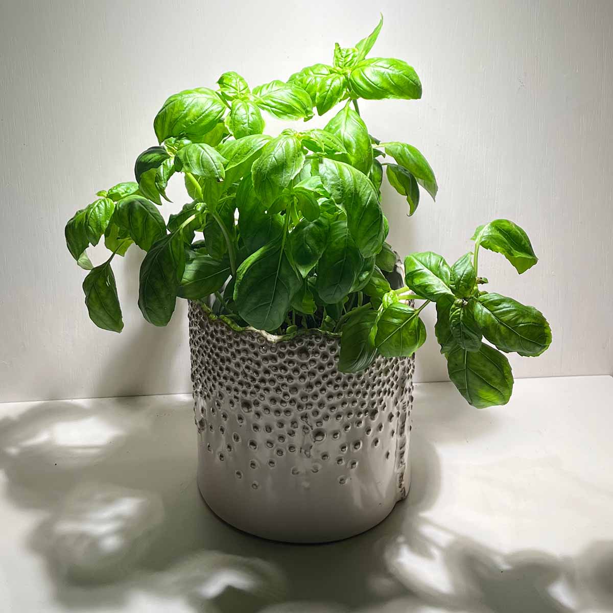 Soltech vita bulb over basil. The color rendering is extremely natural and captured the whites perfectly with no off colors in the shadows.