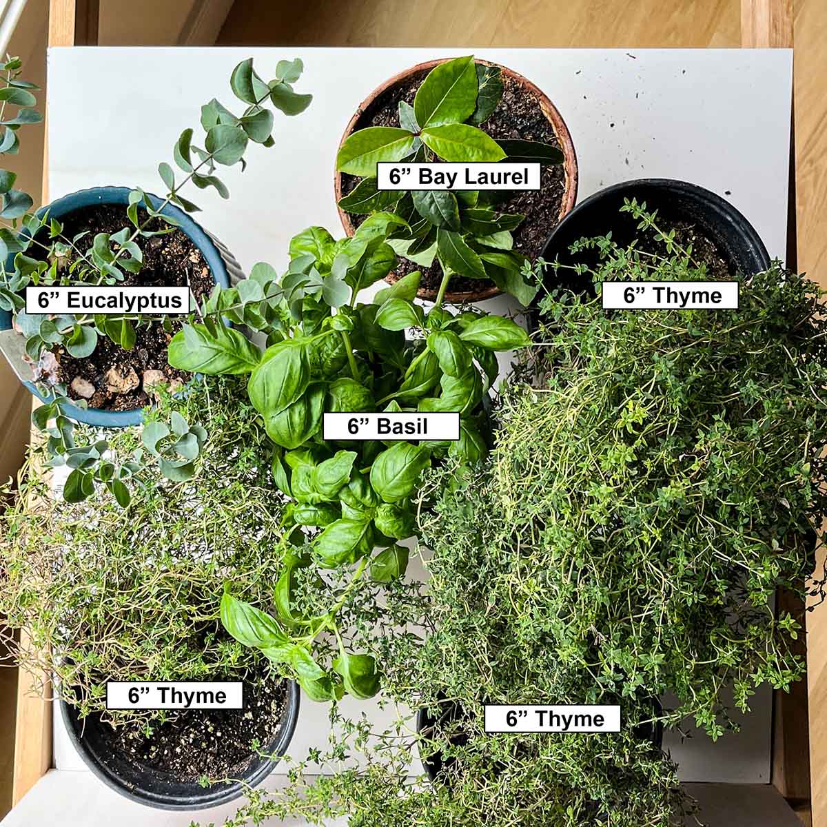 6" pots of herbs with basil in the center to show how even a 2-foot area can get crowded with a cluster of 6" pots under a grow light.