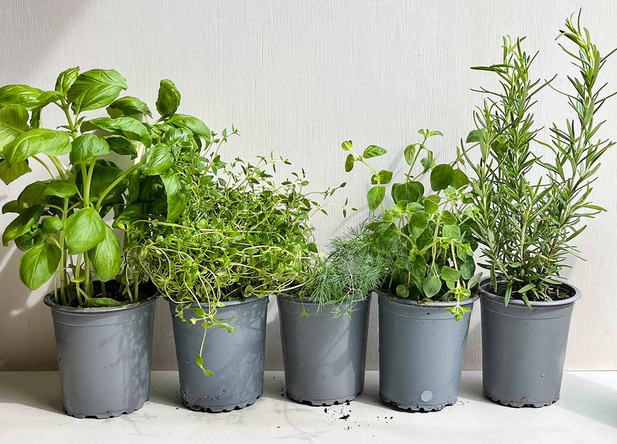 Herbs that require the most light: basil, rosemary, thyme, dill, and oregano.