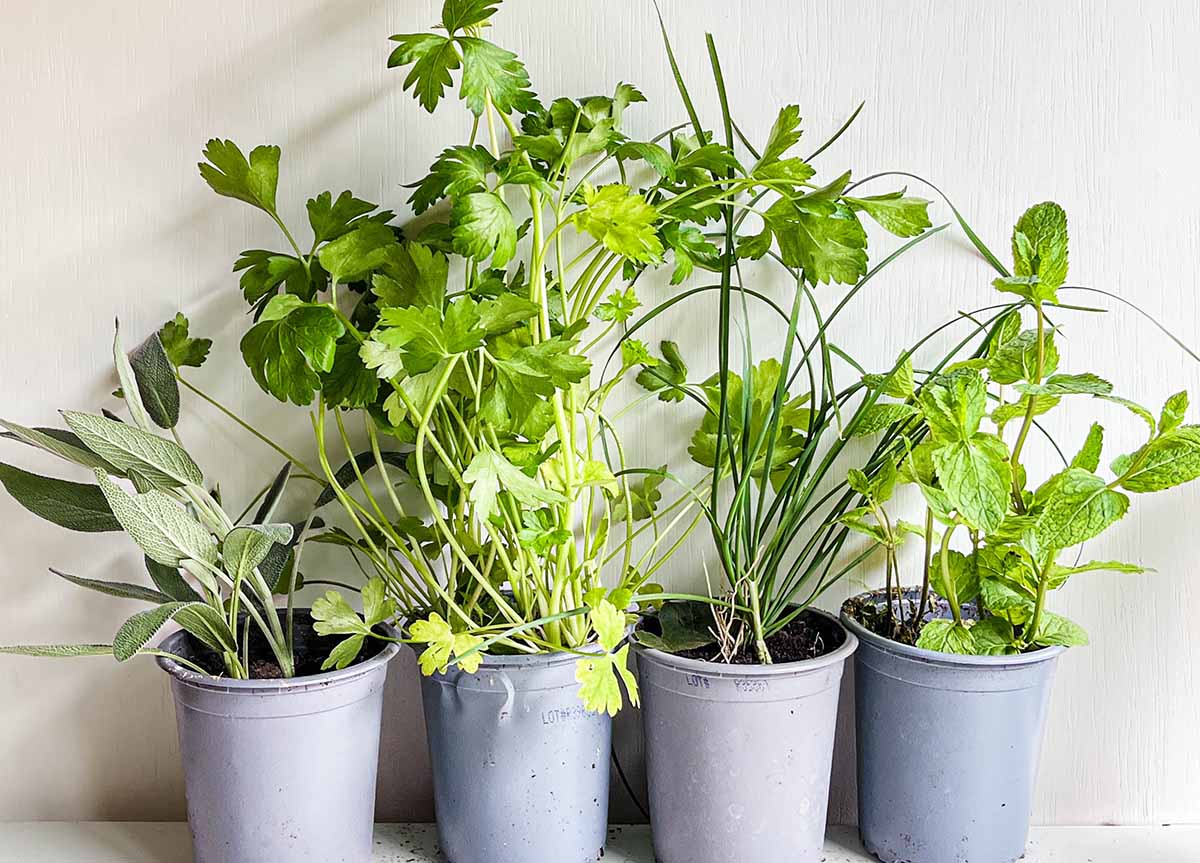 Herbs that can handle slightly lower levels of light: sage, parsley, chives, mint, among others.
