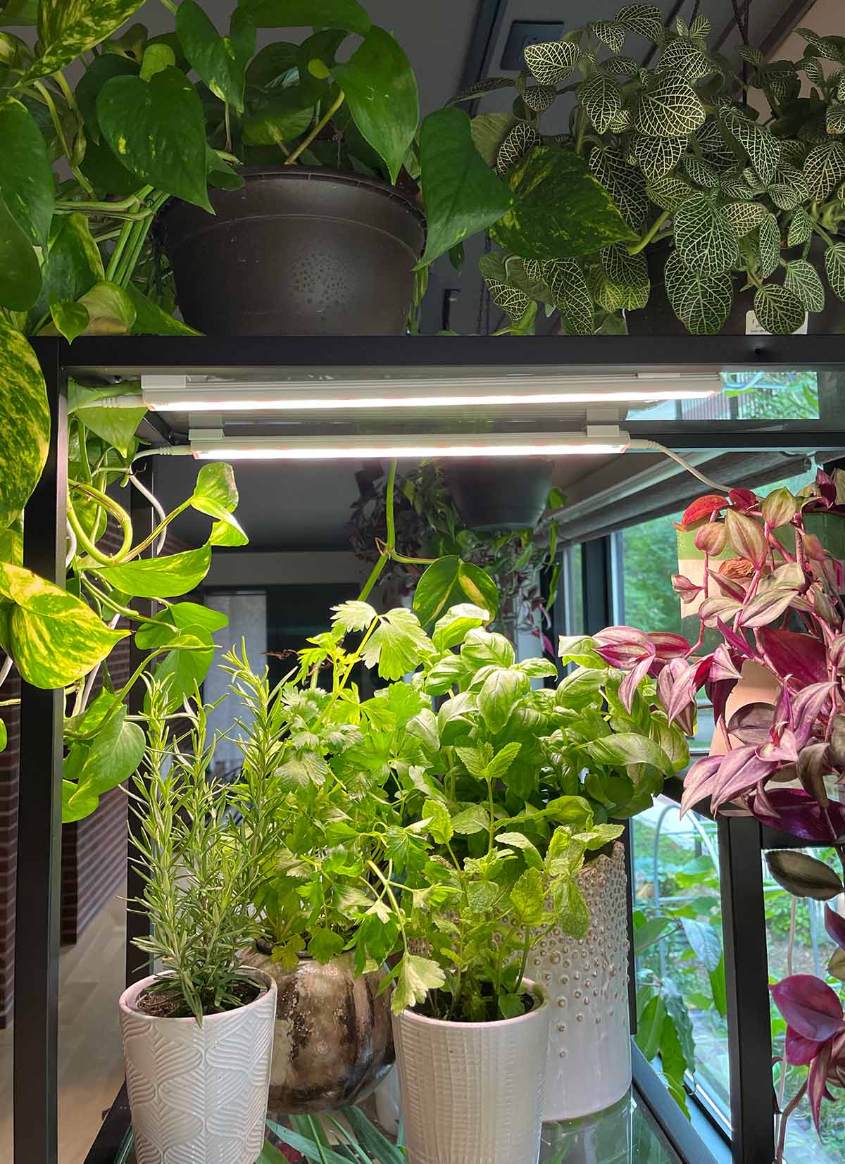 Basil, mint, rosemary, and parsley on a shelf under the Glowrium LED strip lights.